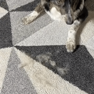 🐾 Pet Hair Remover Glove – Easy Grooming for Dogs & Cats